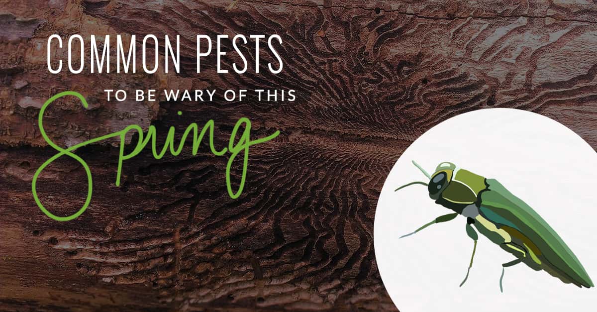 Common Spring Pests To Watch Out For